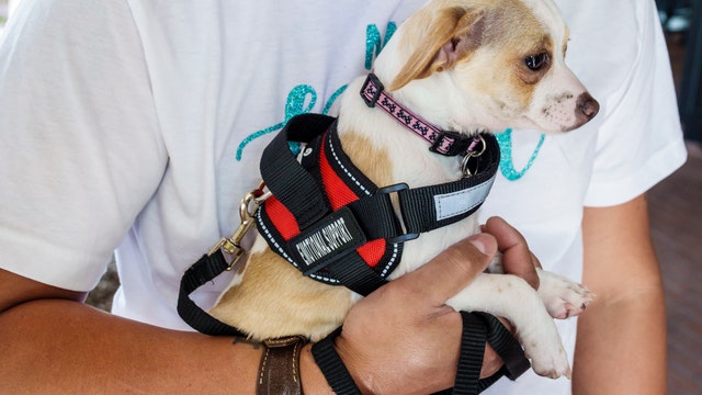 Alaska Airlines will no longer allow emotional support animals on flights
