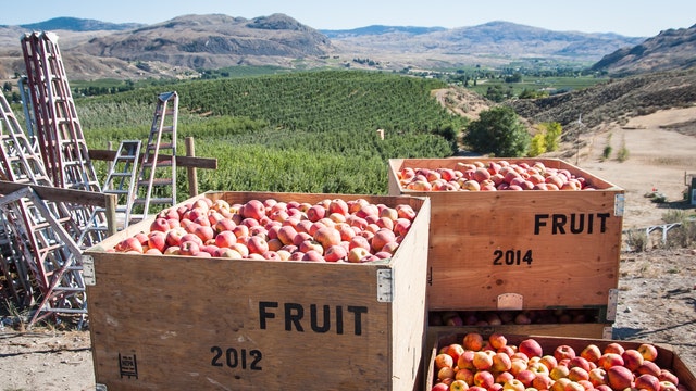 Despite 2020 challenges, Washington apple crop still delivers