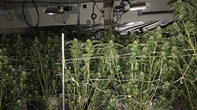 Joint law enforcement operation finds illegal marijuana production in Puyallup home