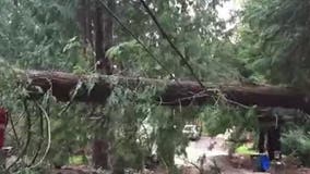 Washington windstorm knocks out power to hundreds of thousands overnight