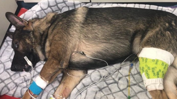 Lucky dog: Thurston County K-9 injured in shooting gets sweet homecoming