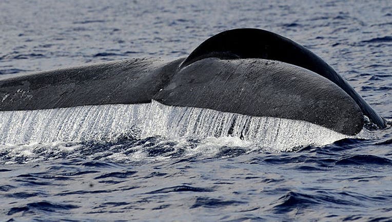 Researchers discover new whale species in the Gulf of Mexico | FOX 13 ...