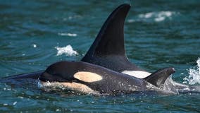 New federal rule protects southern resident orcas down coast