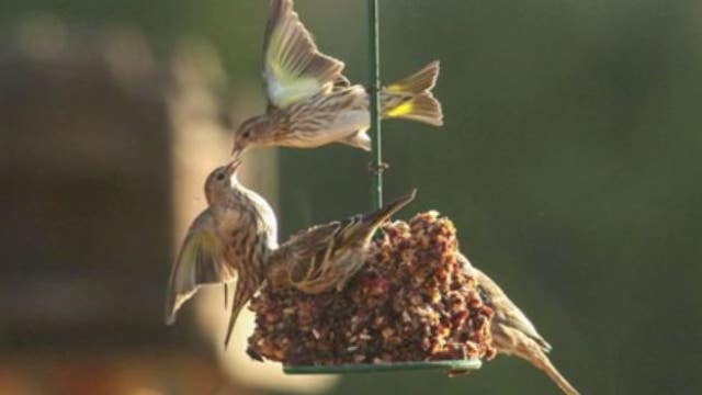 WDFW urging residents to take down bird feeders to stop spread of salmonella outbreak among birds