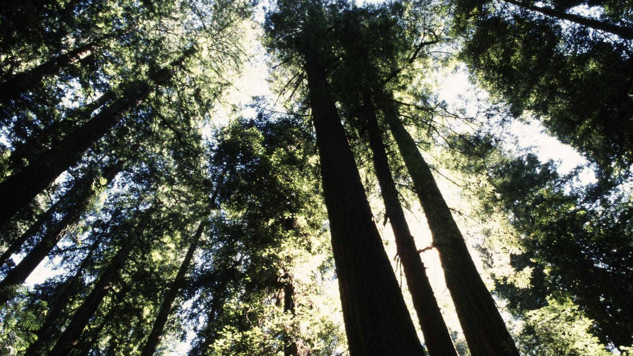 Timber company returns waterfront property to Salish Sea tribe - Vimarsana News