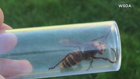 Washington state, Canada teaming up to try to kill Asian giant hornets
