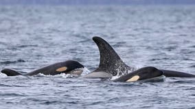 New orca offers hope, as experts race to save PNW's most iconic residents