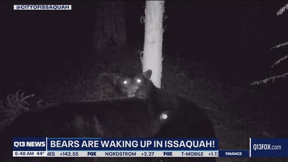 Video: Issaquah black bears are done hibernating  and ready to play