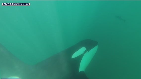 Study: Southern resident orcas turn to other fish when Chinook salmon is scarce