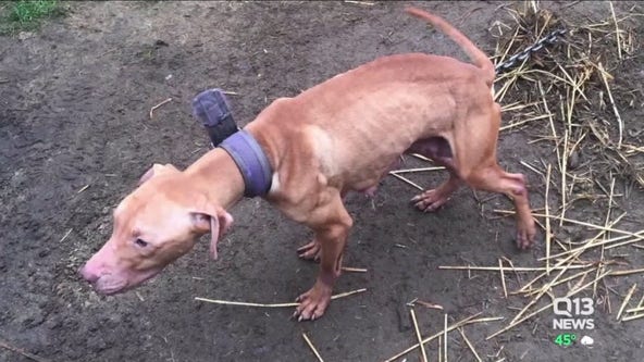 Why it took over a year to charge Pierce County man in sprawling animal cruelty, dog-fighting case