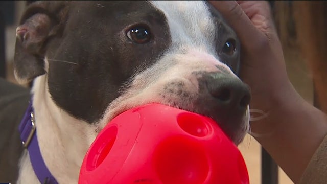 23 dogs connected to a Tacoma animal cruelty case are available for adoption