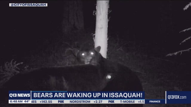 Video: Issaquah black bears are done hibernating  and ready to play