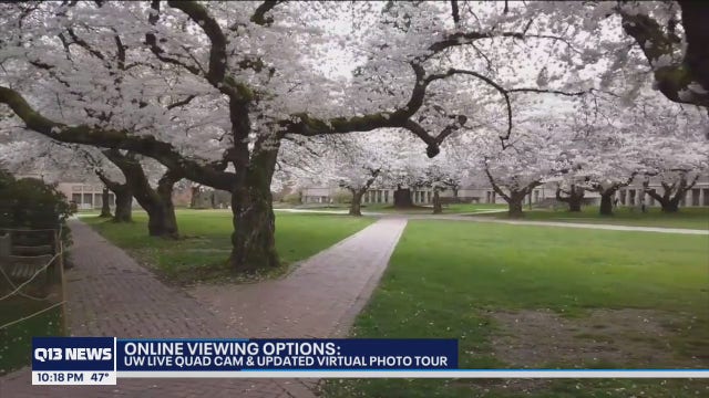 UW moves cherry blossom viewing online again due to pandemic