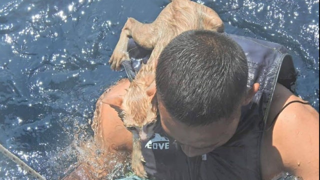 Royal Thai Navy rescue cats from sinking ship