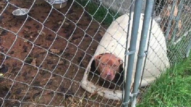 Tacoma man suspected of dog-fighting faces more animal cruelty charges