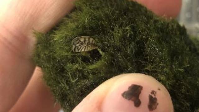 Northwest wildlife agencies warn of invasive zebra mussels