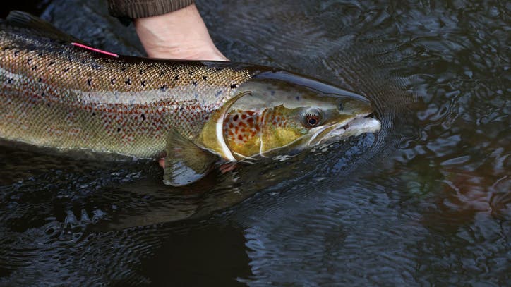 Washington state hatchery to rely on native steelhead trout - Vimarsana News