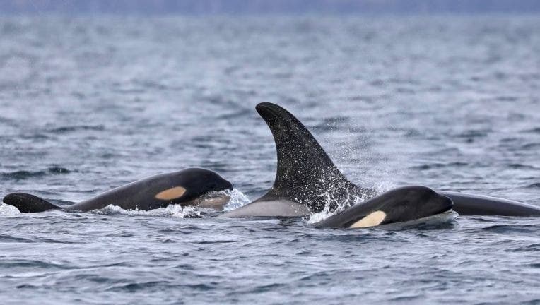 It's A Girl! J Pod's Newest Southern Resident Calf Brings Hope To ...