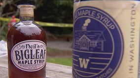 UW scientists tap into potential for maple syrup industry in Washington