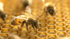 Threatened wild bees get help from Washington researchers