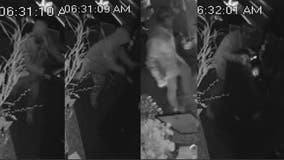 Help ID suspects who dragged ATM from Burien restaurant before setting it and stolen SUV on fire