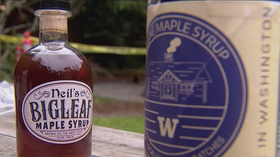 UW scientists tap into potential for maple syrup industry in Washington
