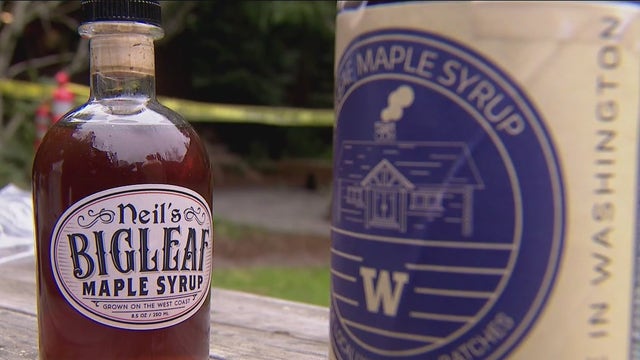 UW scientists tap into potential for maple syrup industry in Washington