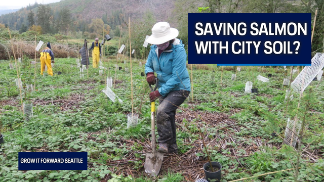 Can city soils help save salmon? One new environmental group thinks we can.