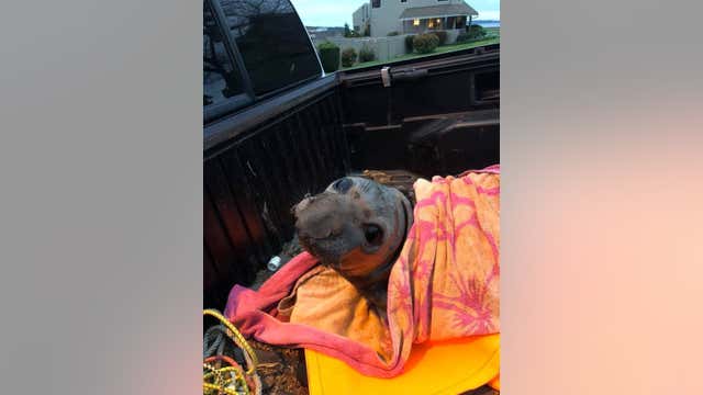 Elephant seal rescued from Whidbey Island storm drain
