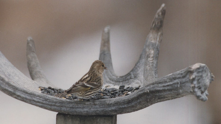 Salmonella birds