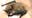 Health officials report first rabies-positive bat of 2021