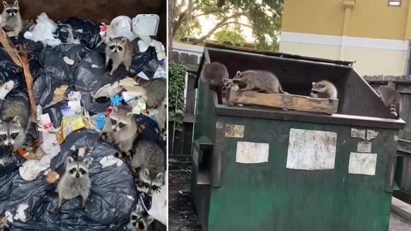Truck driver rescues family of raccoons stuck in Bradenton dumpster