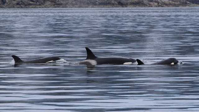Friday Harbor whale watchers treated to sights of 4 whale species on Mother's Day trip