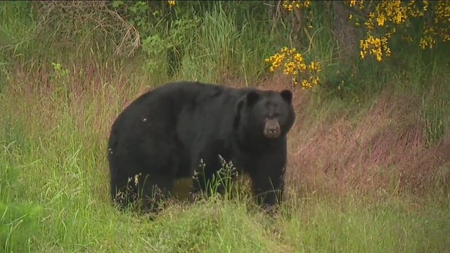 'These animals aren't going away:' Wildlife officials warn of several bear, cougar sightings