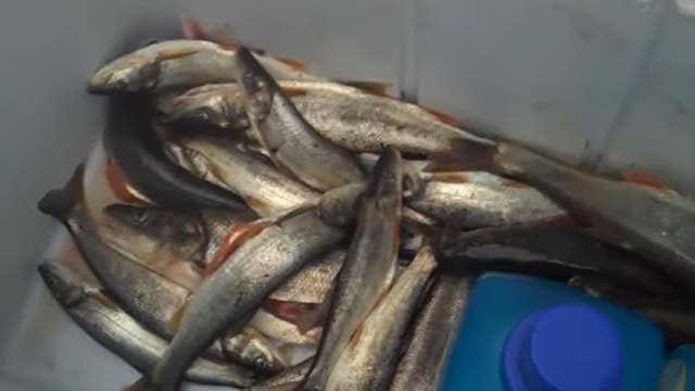 Washington state wants to pay you to catch pikeminnow