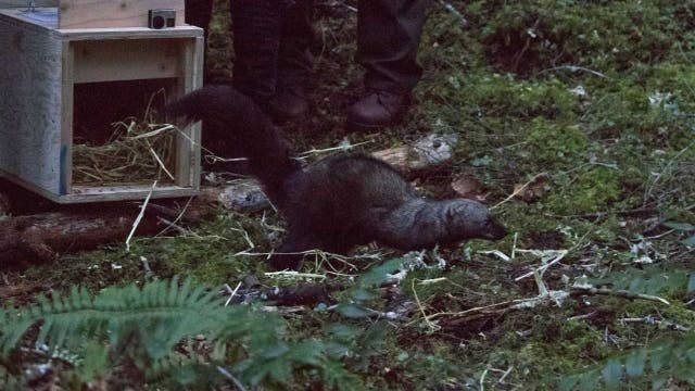 First wild fishers born in North Cascades in decades