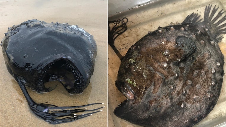 angler fish crystal cove state park