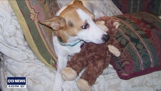 Man accused of kicking, killing dog in Seattle arrested again