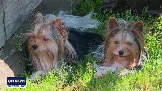 Two rare terriers from Western Washington to compete in Westminster Dog Show