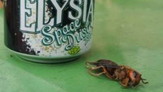 2nd Asian giant hornet nest of 2021 eradicated in Whatcom County, 3rd found nearby