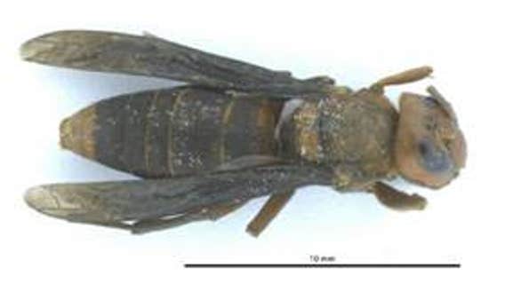 First Asian giant hornet sighting for 2021 reported in Snohomish County