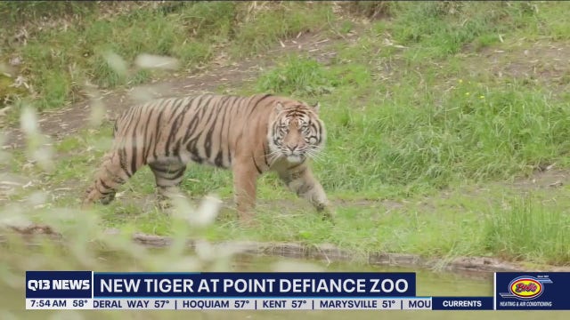 Meet Raja: the new Sumatran tiger at Point Defiance Zoo