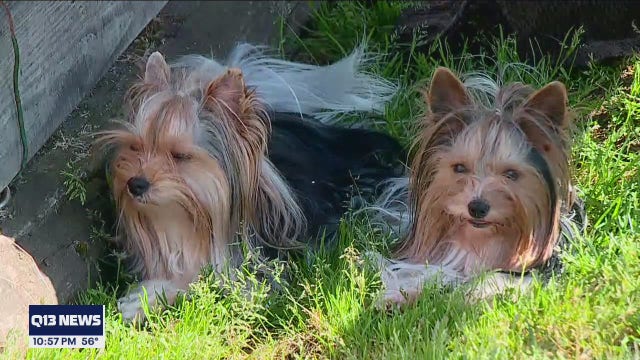 Two rare terriers from Western Washington to compete in Westminster Dog Show
