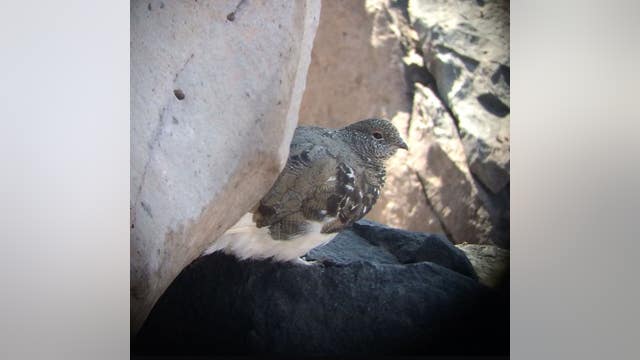 Feds propose adding North Cascades bird as threatened under Endangered Species Act