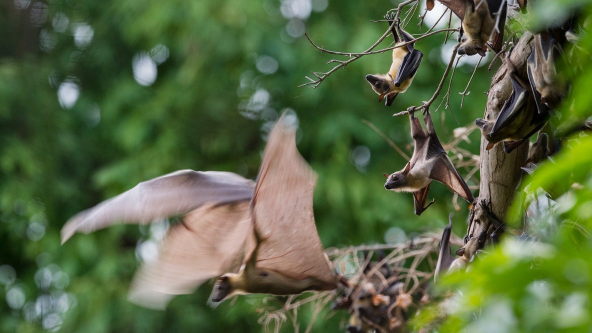 Puyallup School District works to stop bat infiltration at elementary school