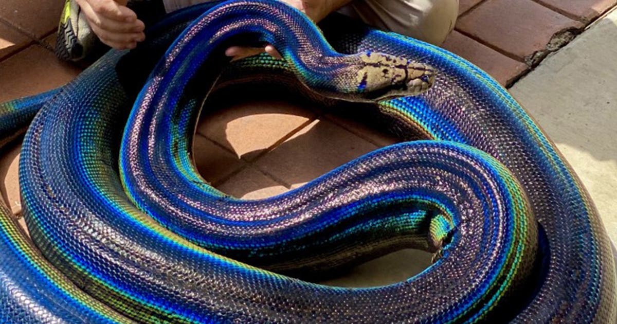 Rainbow python goes viral on social media: ‘Stunning’ | FOX 13 Seattle
