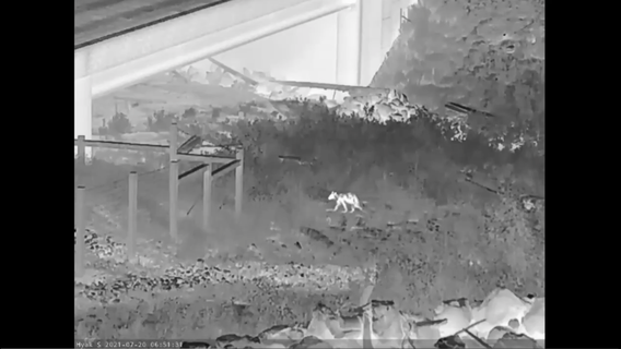 Black bear caught on camera for the first time under I-90 crossing at Snoqualmie Pass