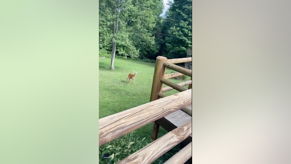 Mother deer comes running to crying newborn human baby