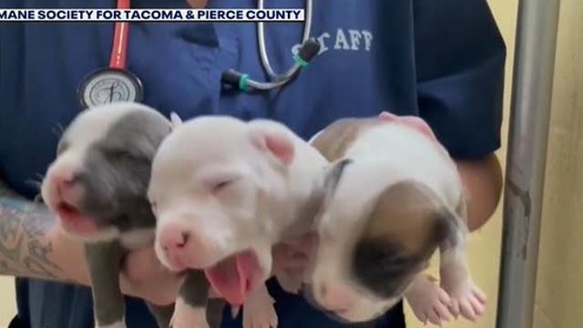 UPDATE: A female dog and her 11 puppies found in Point Defiance Park have all adopted