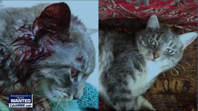 $2,000 reward offered after beloved family cat shot in the head